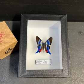 Papillon Diorina psecas - Boite entomologique 9x12cm