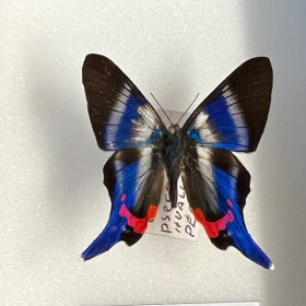 Papillon Diorina psecas - Boite entomologique 9x12cm