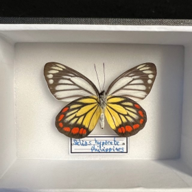 Papillon Delias hyparete - Boite entomologique 9x12cm