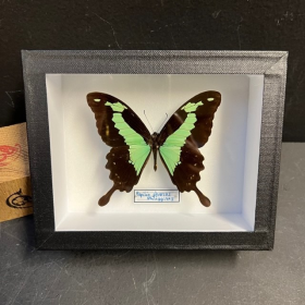 Papillon Papilio phorcas - Boite entomologique 12x15cm