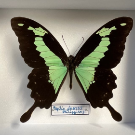 Papillon Papilio phorcas - Boite entomologique 12x15cm