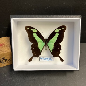 Entomological box - Butterfly Apple-green swallowtail - Papilio phorcas