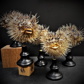 Diodon fish - Porcupinefish on wooden pedestal