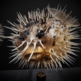 Diodon fish - Porcupinefish on wooden pedestal