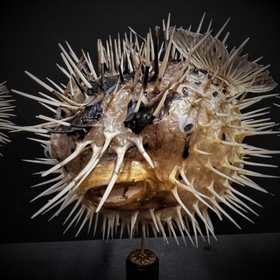 Diodon fish - Porcupinefish on wooden pedestal