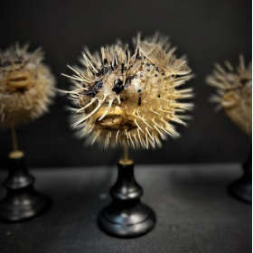 Poisson Diodon sur socle en bois noirci - Poisson globe