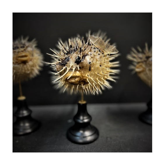 Diodon fish - Porcupinefish on wooden pedestal Diodon fish - Porcupinefish on wooden pedestal