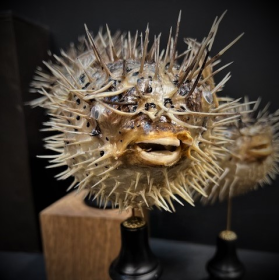 Poisson Diodon sur socle en bois noirci - Poisson globe