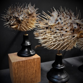 Poisson Diodon sur socle en bois noirci - Poisson globe