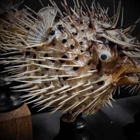Poisson Diodon sur socle en bois noirci - Poisson globe