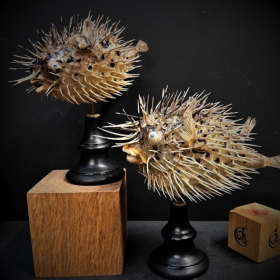 Diodon fish - Porcupinefish on wooden pedestal