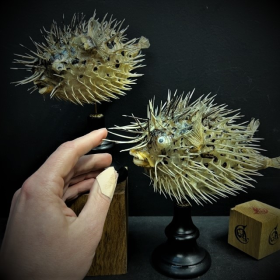 Diodon fish - Porcupinefish on wooden pedestal