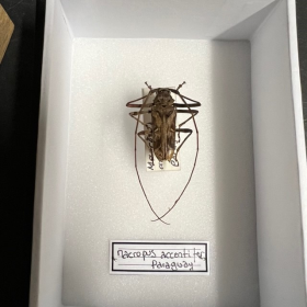 Scarabée Macropus accentifer - Boite entomologique 9x12cm
