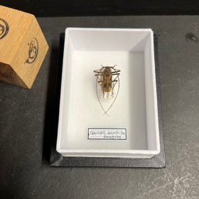 Entomological box - Scarab beetle Macropus accentifer - 9x12cm