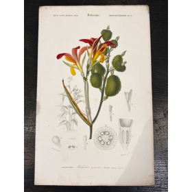 Planche de Botanique - Par D'Orbigny - 1869 - En couleurs - XIXème siècle