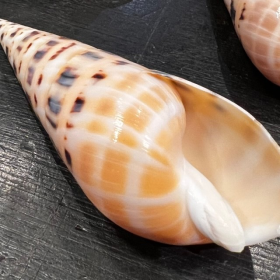 Cymbiola Nobilis shell - 5/9cm