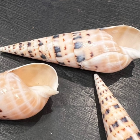 Cymbiola Nobilis shell - 5/9cm