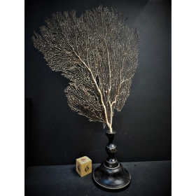 Brown lace gorgonian on a base - Brown Whip Coral