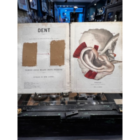 Atlas anatomique - Anatomie avec planches découpées mobiles - Oreille et Dent - Fin XIXème siècle par Witkowski