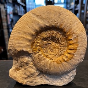 Ammonite Fossil AF01 -...