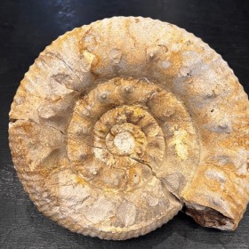 Fossile d'Ammonite AF02 -...