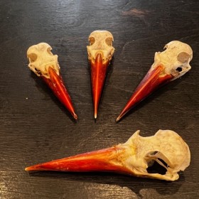 Java kingfisher skull -...