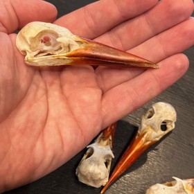 Java kingfisher skull -...