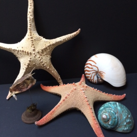 Etoile de mer de grande...