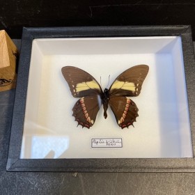 Entomological Box - Papilio...