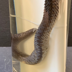 Jar Museum - Snake: oxyrhopus trigeminus