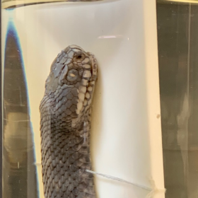 Flûte Muséum: serpent - spécimen inconnu