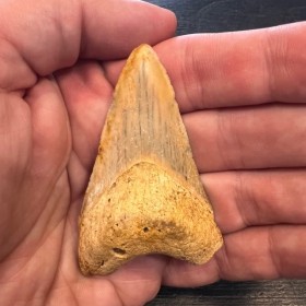 copy of Megalodon tooth...