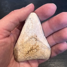 Megalodon tooth fossil-...