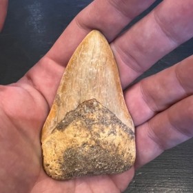 Megalodon tooth fossil-...
