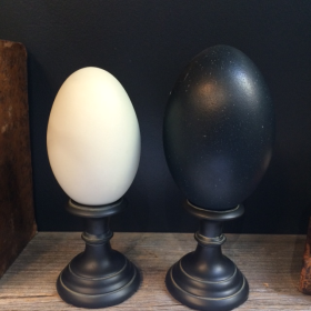 Swan's egg