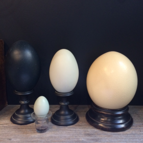 Swan's egg