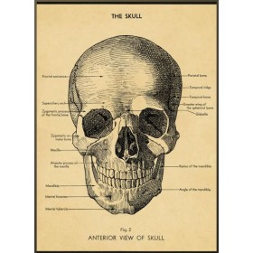 Vintage poster human skull