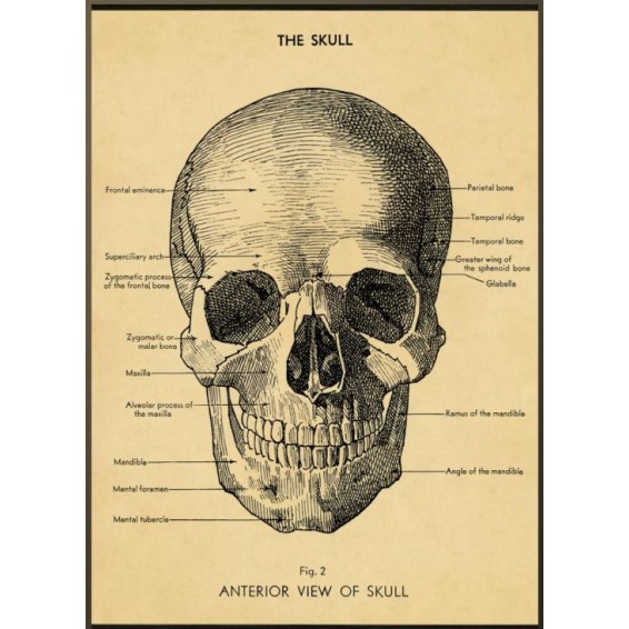 Planches anatomiques Le crâne humain