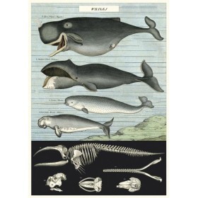 Whales poster