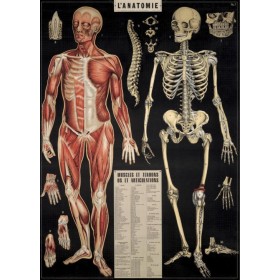 Affiche Anatomie