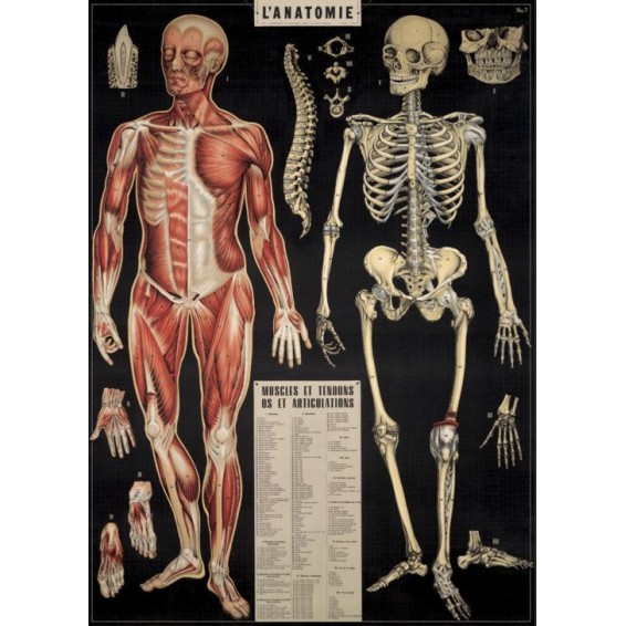 Affiche Anatomie ancienne