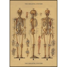 Affiche Squelette Anatomique