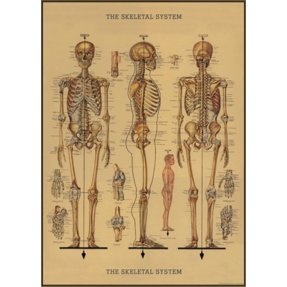 affiche squelette anatomique