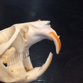 Muskrat's skull - Musquash zibethicus