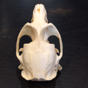 Muskrat's skull - Musquash zibethicus