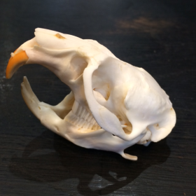 Muskrat's skull - Musquash zibethicus