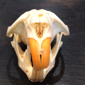 Muskrat's skull - Musquash zibethicus