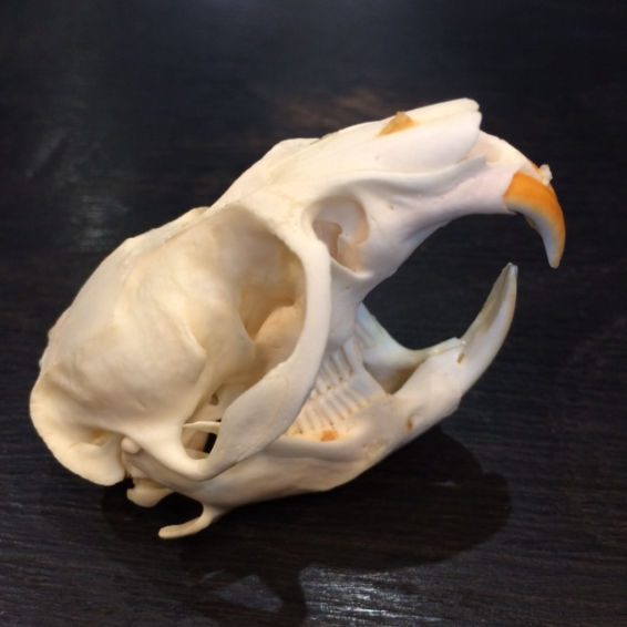 Muskrat's skull - Musquash zibethicus