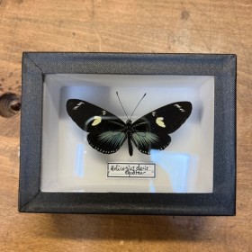 Papillon Heliconius Doris...