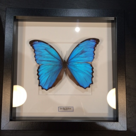 Cadre entomologique - Morpho Didius
